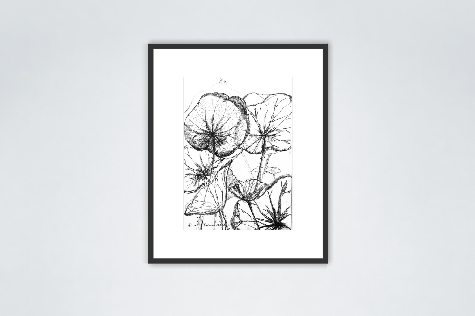 Rise, 2024, charcoal on paper
